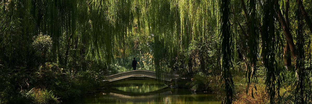 weeping willow tree wallpaper hd