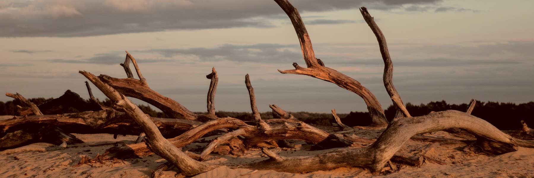 Petite Driftwood