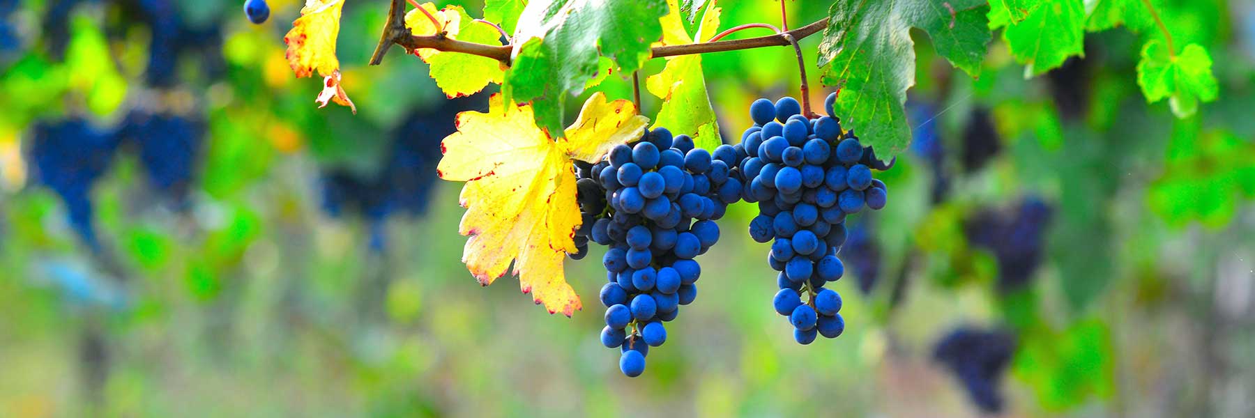 Wild Grape Vine