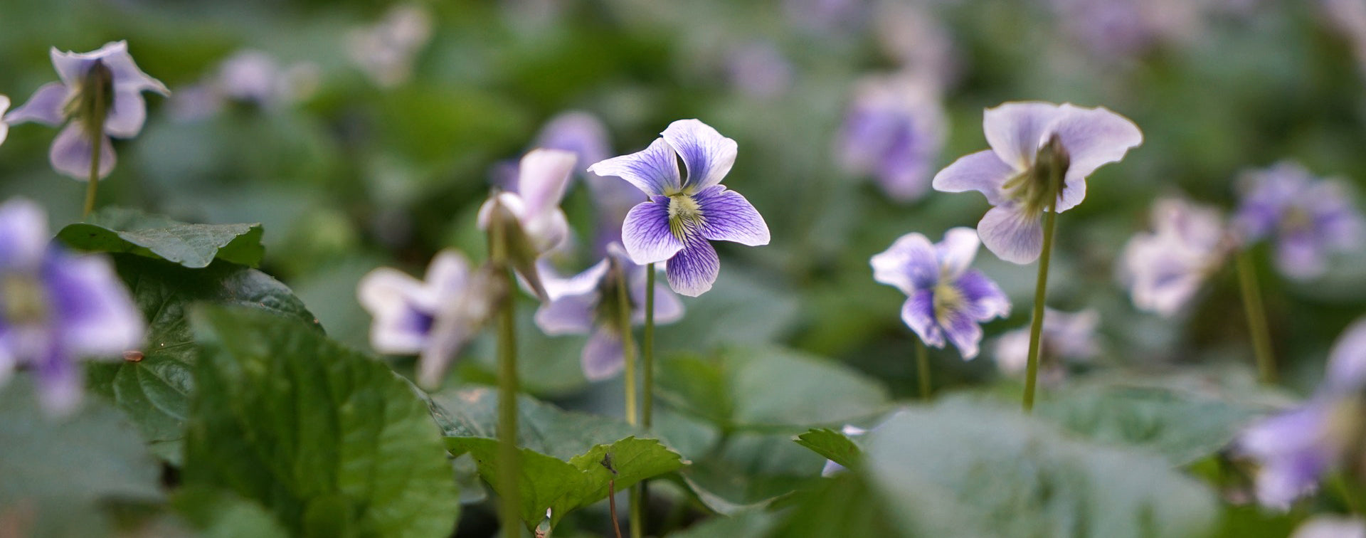 Wild Violet