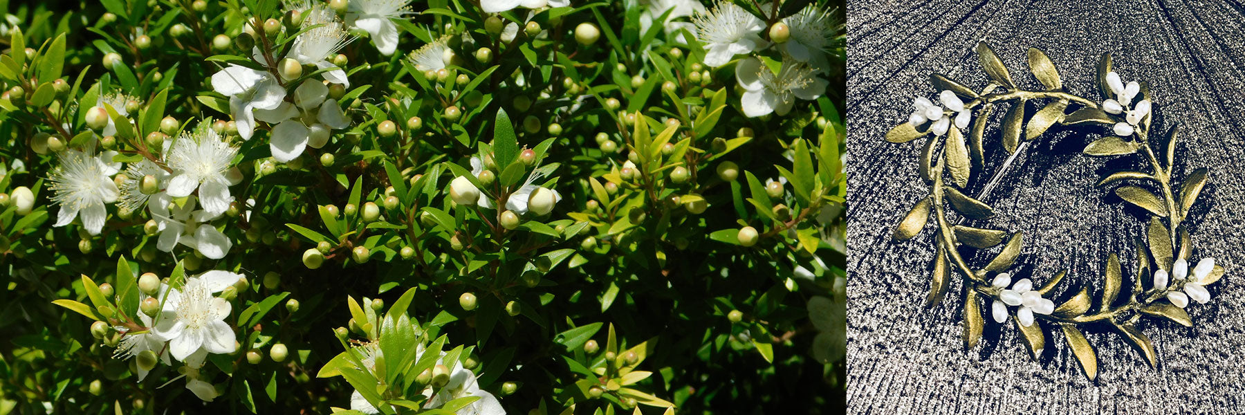 Flowering Myrtle