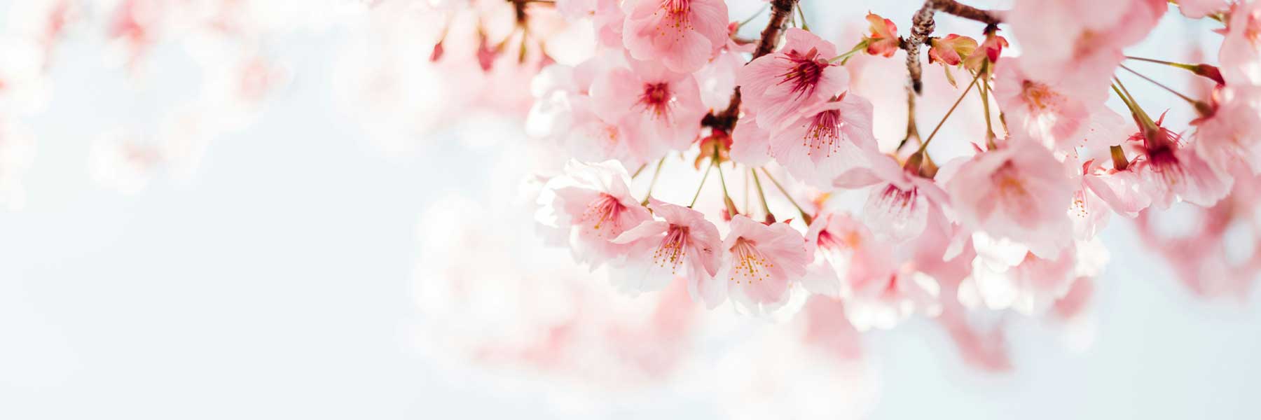 Cherry Blossom